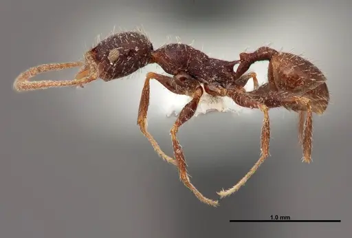 Pheidole clydei - FMNHINS0000062678