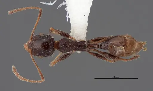 Pheidole clydei - FMNHINS0000062679
