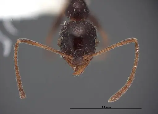 Pheidole clydei - FMNHINS0000062679