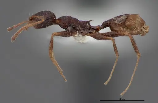 Pheidole clydei - FMNHINS0000062679