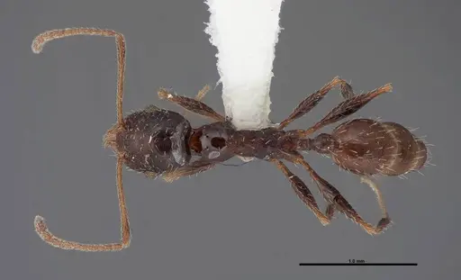 Pheidole clydei - FMNHINS0000062680