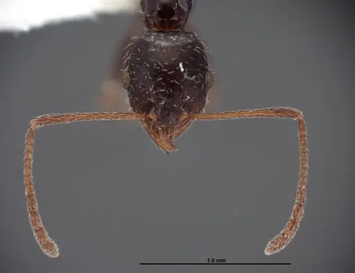 Pheidole clydei - FMNHINS0000062680