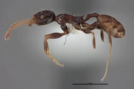 Pheidole clydei - FMNHINS0000062680