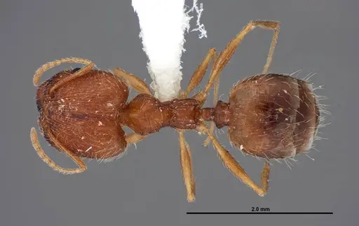 Pheidole clydei - FMNHINS0000062810
