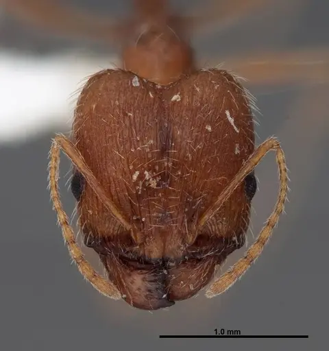 Pheidole clydei - FMNHINS0000062810