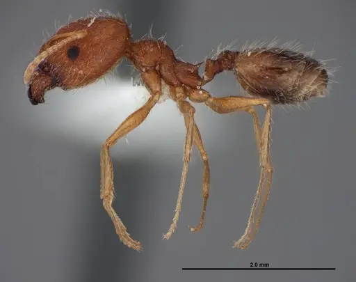Pheidole clydei - FMNHINS0000062810