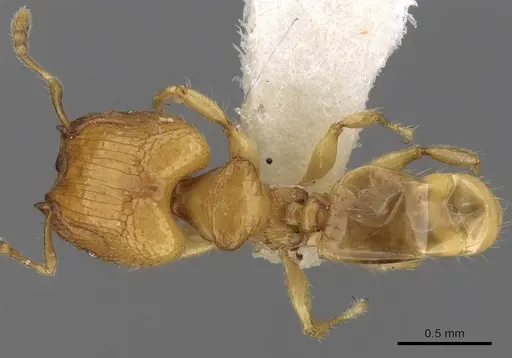 Pheidole clypeocornis specimen