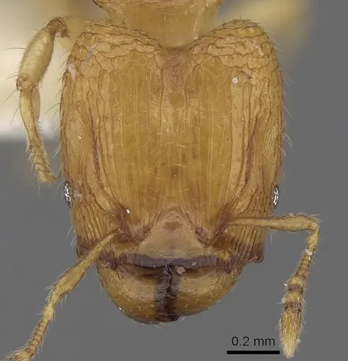 Pheidole clypeocornis specimen
