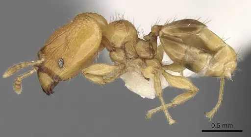Pheidole clypeocornis specimen