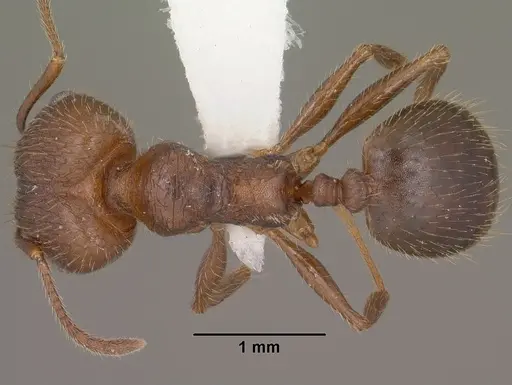 Pheidole cockerelli specimen