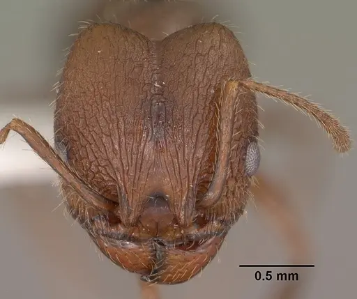 Pheidole cockerelli specimen