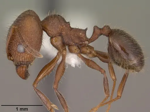 Pheidole cockerelli specimen