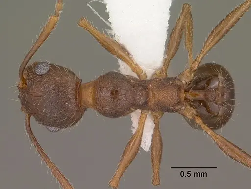 Pheidole cockerelli - CASENT0102873