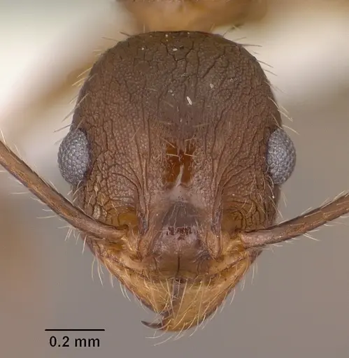 Pheidole cockerelli - CASENT0102873