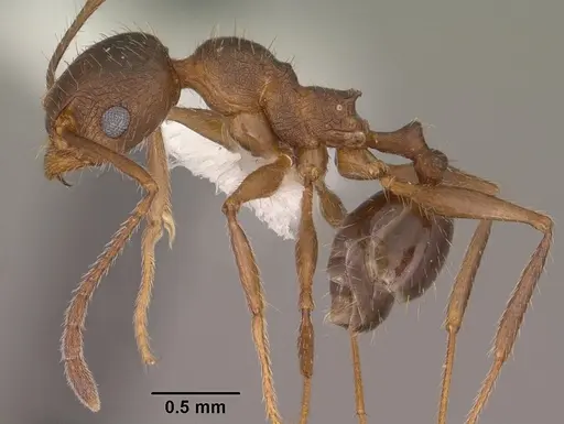 Pheidole cockerelli - CASENT0102873