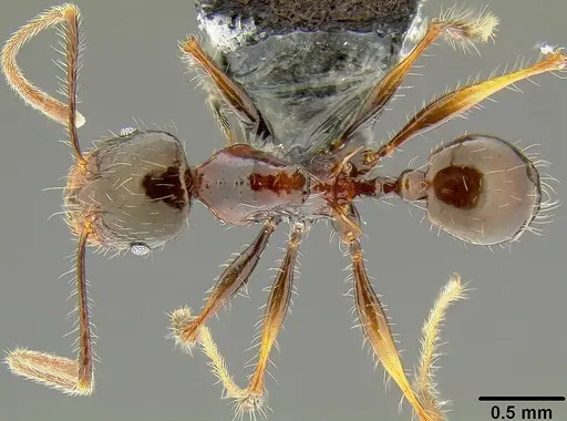 Pheidole colaensis specimen