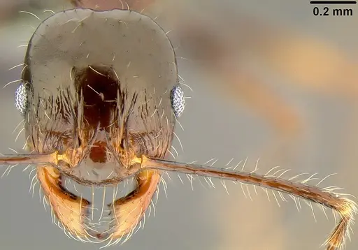 Pheidole colaensis specimen