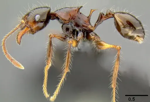 Pheidole colaensis specimen