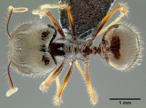 Pheidole colaensis - CASENT0171103