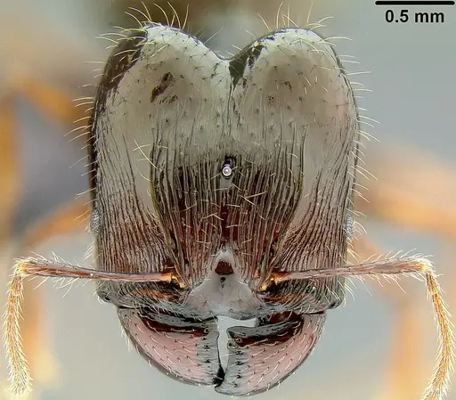 Pheidole colaensis - CASENT0171103