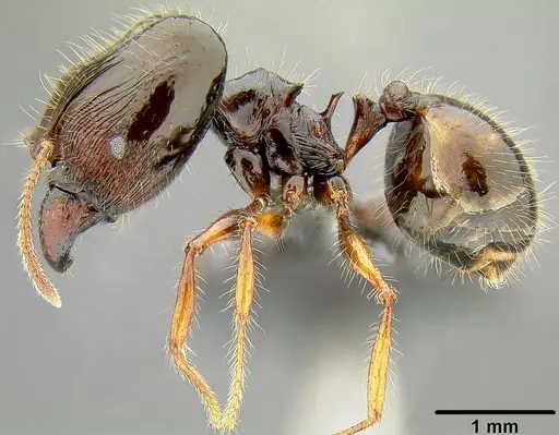 Pheidole colaensis - CASENT0171103