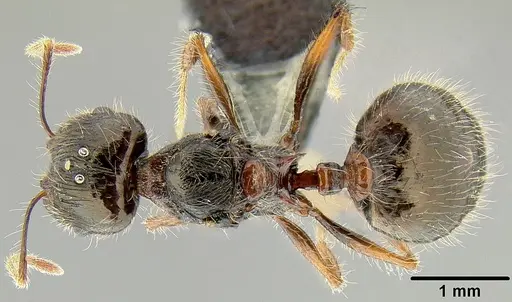 Pheidole colaensis - CASENT0174041