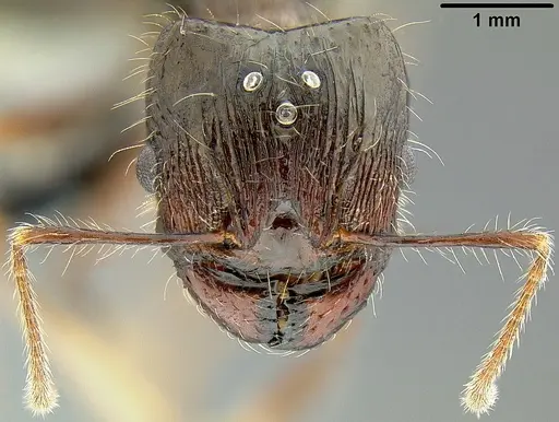 Pheidole colaensis - CASENT0174041