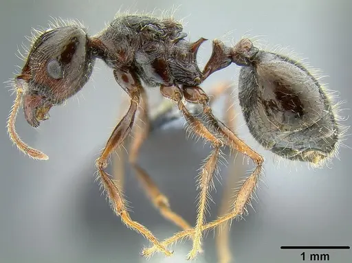 Pheidole colaensis - CASENT0174041