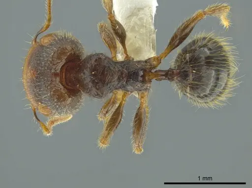 Pheidole colobopsis specimen