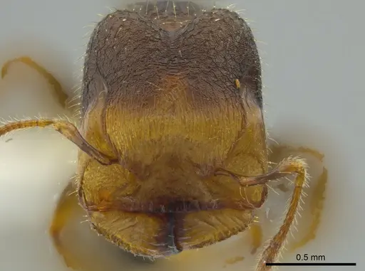 Pheidole colobopsis specimen