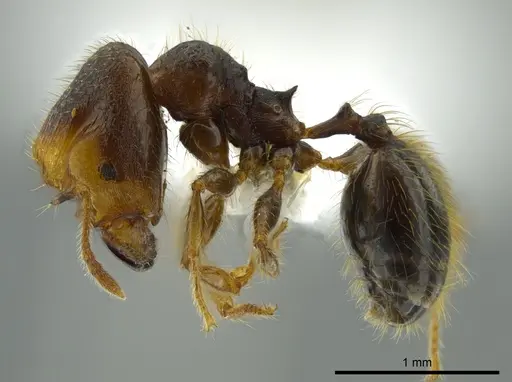 Pheidole colobopsis specimen