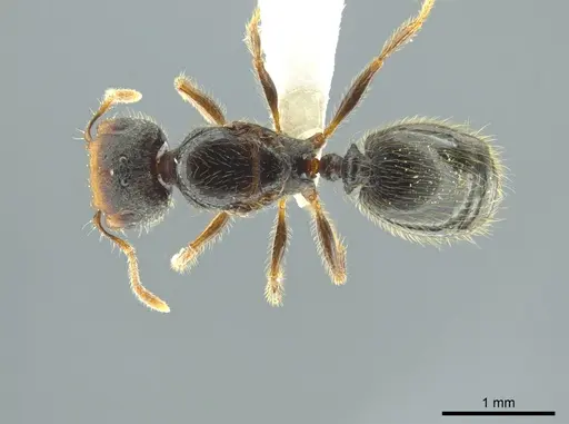 Pheidole colobopsis - CASENT0619476