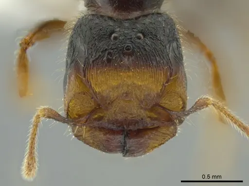 Pheidole colobopsis - CASENT0619476