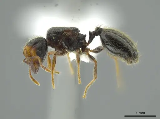 Pheidole colobopsis - CASENT0619476