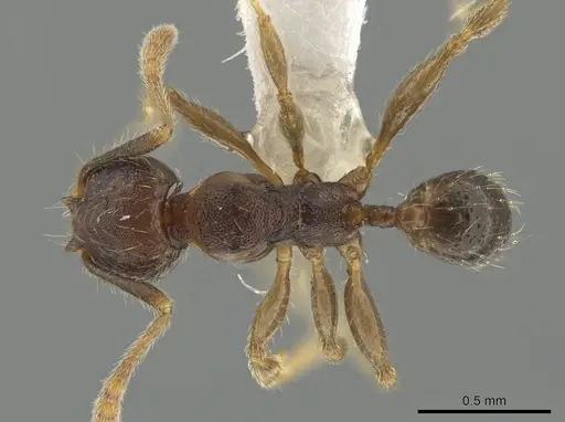 Pheidole colobopsis - CASENT0619478