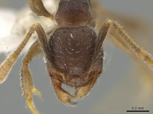 Pheidole colobopsis - CASENT0619478