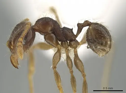 Pheidole colobopsis - CASENT0619478