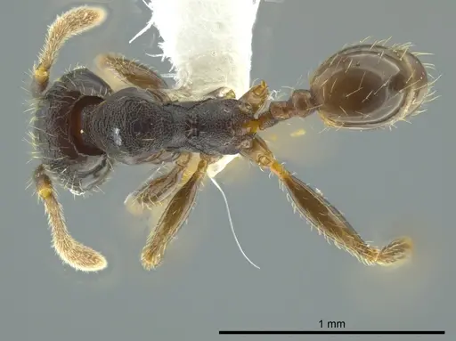 Pheidole colobopsis - CASENT0619698