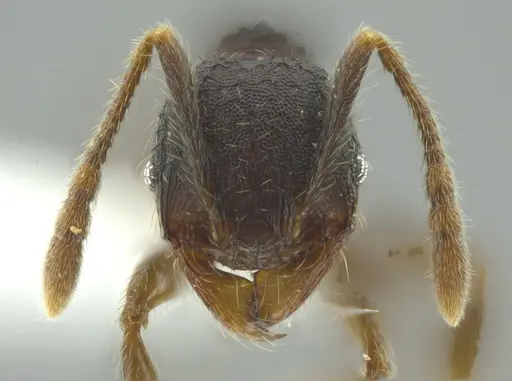 Pheidole colobopsis - CASENT0619698