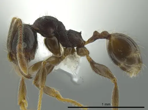 Pheidole colobopsis - CASENT0619698