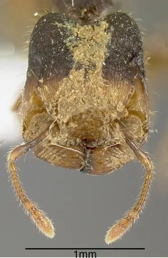 Pheidole colobopsis - INB0003622456
