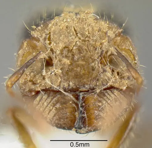 Pheidole colobopsis - INB0003622456