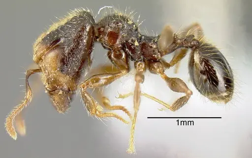 Pheidole colobopsis - INB0003622456
