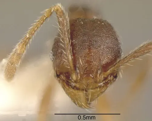 Pheidole colobopsis - INBIOCRI001282072