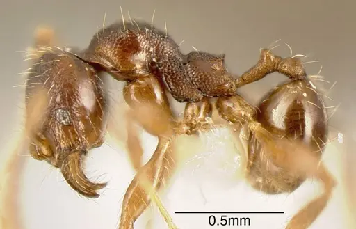 Pheidole colobopsis - INBIOCRI001282072