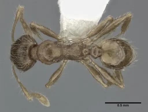 Pheidole colpigaleata specimen