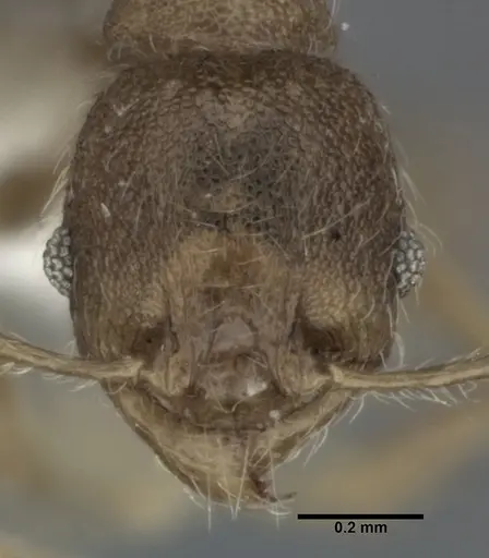 Pheidole colpigaleata specimen