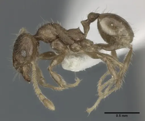 Pheidole colpigaleata specimen