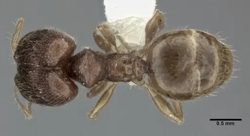 Pheidole colpigaleata - CASENT0246117