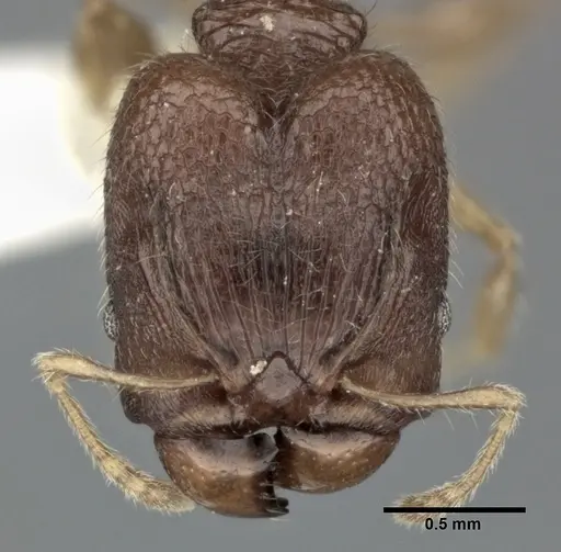 Pheidole colpigaleata - CASENT0246117